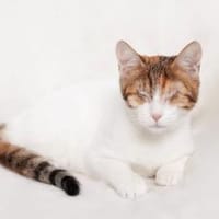 Aperolka sucht ihr Zuhause, Katze zur Adoption