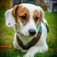 🐾 Alan  sensibler Junghund, Hund zur Adoption