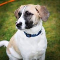 Jolie,  ausgeglichen und freundlich, Hündin zur Adoption