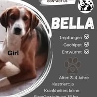 Bella sucht ein neues Zuhause, Hündin zur Adoption