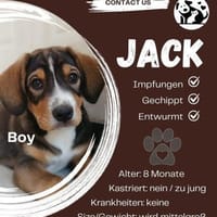 Ein junger Schatz sucht sein Zuhause, Hund zur Adoption