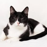 Morgan sucht sein Zuhause, Kater zur Adoption