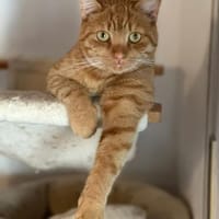 Garfield sucht sein Zuhause, Kater zur Adoption