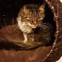 Strubl - Senior sucht seinen Platz, Kater zur Adoption
