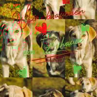 6 Welpen suchen ein Zuhause!, Hund zur Adoption