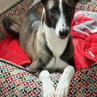 Amara die Zaubermaus / in 82284, Hündin zur Adoption