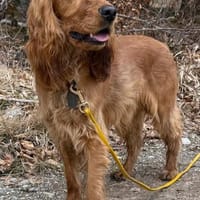 Bagle sucht seine Menschen in Bayern, Hund zur Adoption