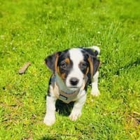 Cosmo sucht ein Körbchen, Hund zur Adoption