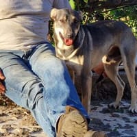 Bentor, ein freundlicher Rüde, Hund zur Adoption