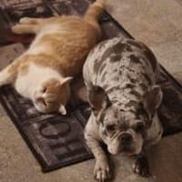 Emma sucht ihr Zuhause, Hündin zur Adoption