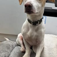 Manolo gibt nicht auf und sucht DIch, Hund zur Adoption