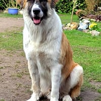 Martin sucht tolle Familie, Hund zur Adoption