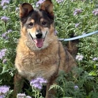 Briel- Freundlicher Mischlingsrüde, Hund zur Adoption