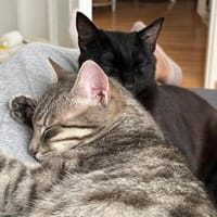 Naomi und Rodanthi aus dem Tierschutz, Katze zur Adoption