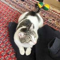 Akira 💗 wartet in 44809 Bochum, Katze zur Adoption