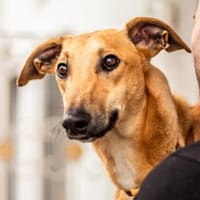 Tornado, sportlicher Gefährte, ca. 8 Mon, Hund zur Adoption