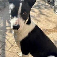Marlo, agil, verspielt, neugierig, Hund zur Adoption