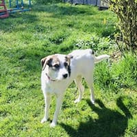 Super liebe Lilly sucht neues Zuhause, Hündin zur Adoption