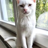 Kefir, verspielter Milchbub, ca. 10Monat, Kater zur Adoption