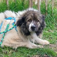 MARTHA auf PS in 65... Mudershausen, Hündin zur Adoption