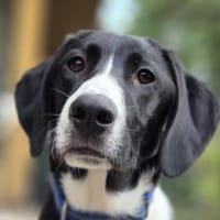 Araldo-wartet in 49124 Georgsmarienhütte, Hund zur Adoption