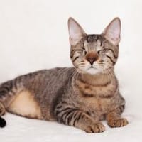 Charlie sucht sein Zuhause, Kater zur Adoption