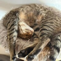 Saidy sucht sein Zuhause, Kater zur Adoption