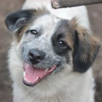 Wilma - Zuhause als Zweithund gesucht, Hündin zur Adoption