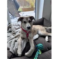 Khalil - wartet in 91275 Auerbach i.d.Op, Hund zur Adoption