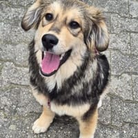 Lisa W 9/25 in 67147, Hündin zur Adoption