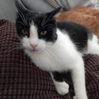 Zorro sucht sein Zuhause, Kater zur Adoption