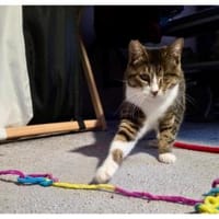 Lime, ruhige Gefährtin, ca. 1 Jahr, Katze zur Adoption