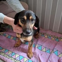 Bono, lebensfroher Sunnyboy, ca. 1 Jahr, Hund zur Adoption