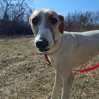 Siggi, zarter Windhund, ca. 8 Monate, Hund zur Adoption