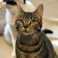 Dunja, kleine Entdeckerin, ca. 8 Monate, Katze zur Adoption