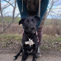 Bogár, liebevolle Herzensbrecherin, 1 J., Hündin zur Adoption