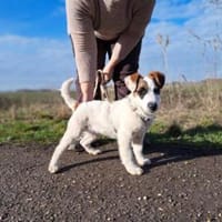 Beethoven, fröhliches Energiebündel, Hund zur Adoption