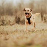 Nusi, verschmustes Energiebündel,  4 J., Hündin zur Adoption