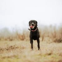 Jasmina, schwarze Schönheit, ca. 6 Jahre, Hündin zur Adoption