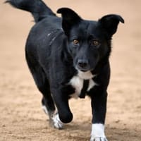 BATTY - jetzt auf PS in 50170 Kerpen, Hündin zur Adoption