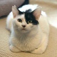 Denise, liebevolles Kuschelherz, ca. 8 M, Katze zur Adoption