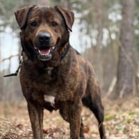 Ramiro, Hund zur Adoption
