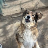 Freya, Hündin zur Adoption