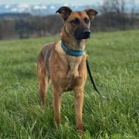 Kate wünscht sich endlich ein zu Hause ., Hündin zur Adoption