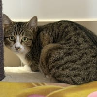 Gamora CAB5295, chatte à adopter
