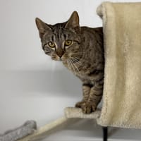 Saly CAB5350 BIS, chatte à adopter