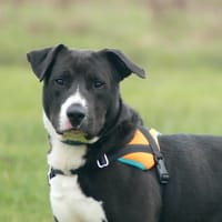 NICOLAS, chien à adopter