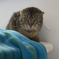 Eminem CAb5282, chat à adopter