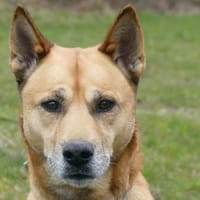 ROCKY, chien à adopter