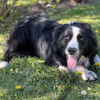 Arthur CAA15036, chien à adopter